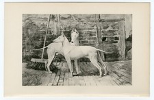 Bull terrier dogs for sale  COLEFORD