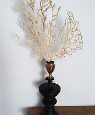 Cabinet curiosités amphitrite d'occasion  Colomiers