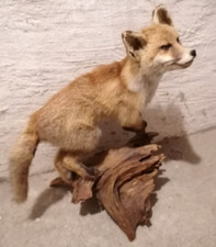 Tierpräparat jagdtrophäe jun gebraucht kaufen  Miltenberg