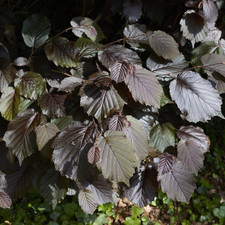 Corylus maxima purpurea for sale  UK