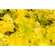 Heuchera little cuties usato  Spedire a Italy