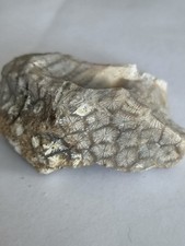 Tisbury starstone fossil for sale  BRIGHTON