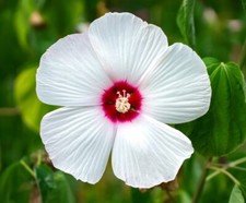 Dwarf hardy hibiscus for sale  Gate City