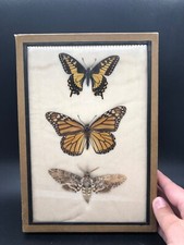 Real butterfly taxidermy for sale  Santee