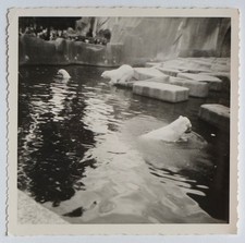 Ours blanc zoo d'occasion  Rouen-