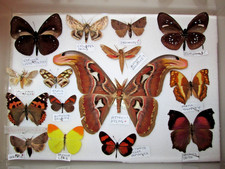 taxidermy butterfly for sale taxidermy butterfly for sale WATERLOOVILLE