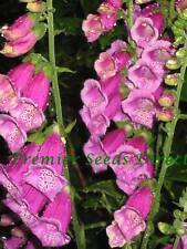 Digitalis purpurea native for sale  SALISBURY
