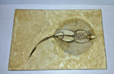 Stingray fossil green for sale  Bedford