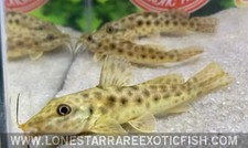 Giraffe catfish auchenoglanis for sale  Livingston