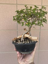 Zelkova nire bonsai usato  Italia