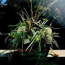 Caixa de decoração costeira rústica 13"x8" esculpida à mão madeira pássaro conchas náuticas comprar usado Caixa de decoração costeira rústica 13"x8" esculpida à mão madeira pássaro conchas náuticas comprar usado  Enviando para Brazil