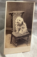 Cairn terrier dog d'occasion  Expédié en Belgium