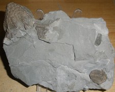 fossilien seelilie gebraucht kaufen fossilien seelilie gebraucht kaufen Wuppertal