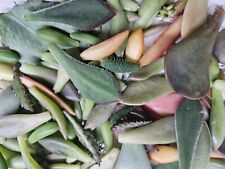 100 succulent leaf for sale  Honea Path