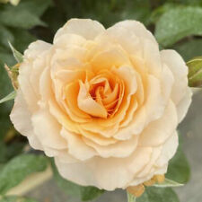 Rose peace apricot for sale  PETERBOROUGH