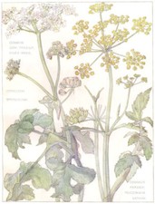 Parsley. umbelliferae. common for sale  LONDON