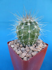 Saguaro cactus nice for sale  Tucson