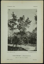 1898 acacia bois d'occasion  France