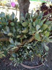 énorme crassula travaillé d'occasion  Saint-Cyprien