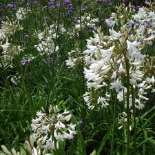 Agapanthus albus white for sale Agapanthus albus white for sale  STOKE-ON-TRENT