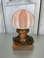 Vintage sea urchin for sale  Salem