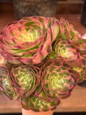 Succulent live plant for sale  San Jose