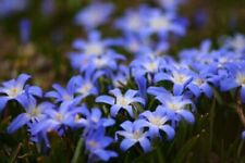 Blaue frühlingssterne schnell gebraucht kaufen  Kaiserslautern
