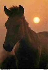 Animals horses wild d'occasion  Expédié en Belgium