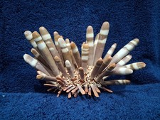Pencil sea urchin for sale  Imperial Beach