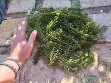 Egeria densa pianta usato  Salemi
