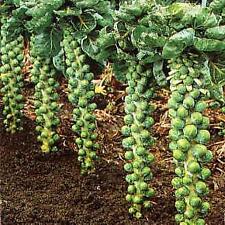 Vegetable brussels sprout for sale  WREXHAM