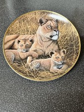 African lioness cubs. for sale  RAMSGATE