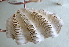 3xl tridacna maxima gebraucht kaufen  Hamburg