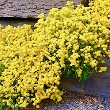600x alyssum saxitile for sale  DEWSBURY