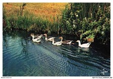 Aqfp16 1109 oiseau d'occasion  France