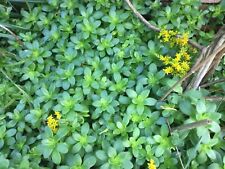 Hardy succulent rockery for sale  BRISTOL