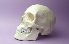 Numbered human skull for sale  PETERLEE
