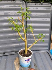 weeping willow tree for sale  BRACKNELL