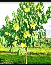Indianer banane pawpaw gebraucht kaufen  Bergheim