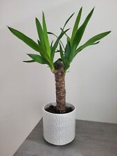 Yucca usato  Terlizzi