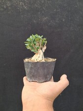 Bonsai olivo selvatico usato  Montevarchi