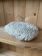 Vintage brain coral for sale  SALISBURY