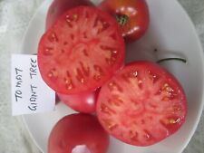 Tomato giant tree for sale  LONDON