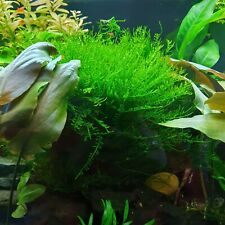 Taiwan moss taxiphyllum for sale  LEEDS