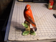 bird canary for sale bird canary for sale Tamaroa