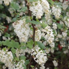 Ribes white icicle for sale  STOKE-ON-TRENT