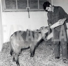 Photo presse vintage d'occasion  Expédié en France