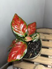 Rare aglaonema black for sale  Tomball