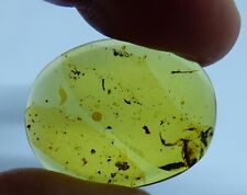 Fossil scorpion remains for sale  CIRENCESTER