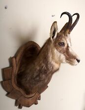 Schöner gamskopf trophäenbre gebraucht kaufen  Kirchberg